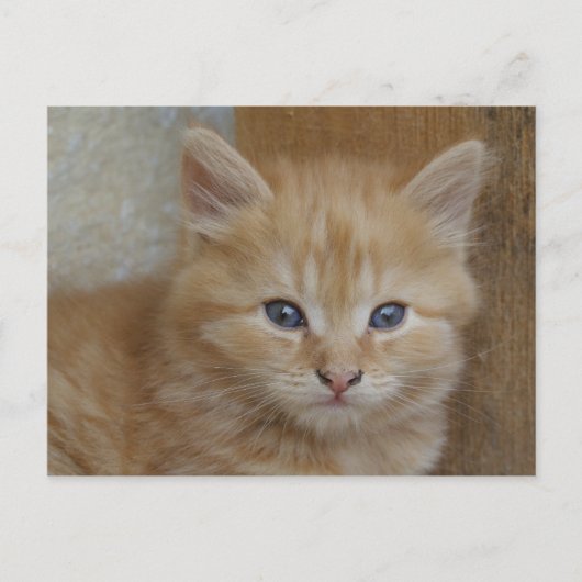 虎猫Tomcat Kitten ポストカード (正面)