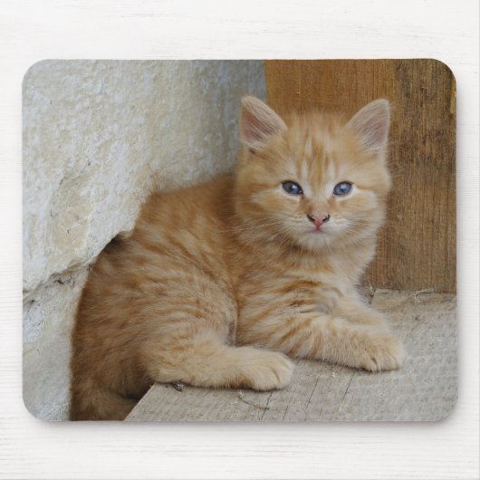 虎猫Tomcat Kitten マウスパッド (正面)