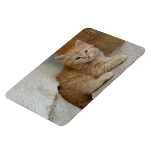 虎猫Tomcat Kitten マグネット (左側)