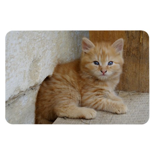 虎猫Tomcat Kitten マグネット (横)