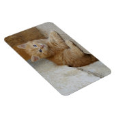 虎猫Tomcat Kitten マグネット (右側)