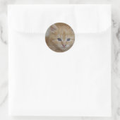 虎猫Tomcat Kitten ラウンドシール (バッグ)
