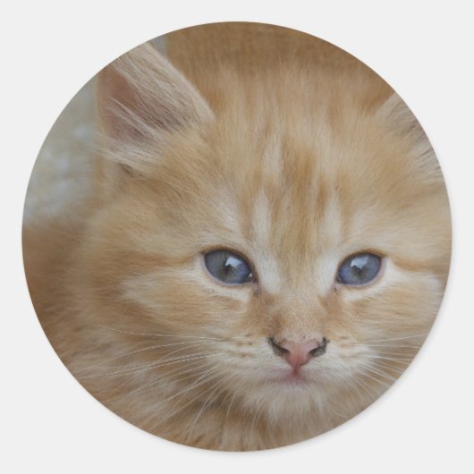 虎猫Tomcat Kitten ラウンドシール (正面)