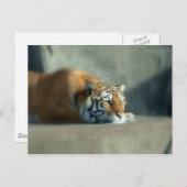 虎2 ポストカード (正面/裏面)