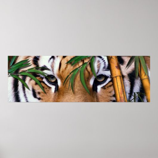 虎 ポスター (正面)