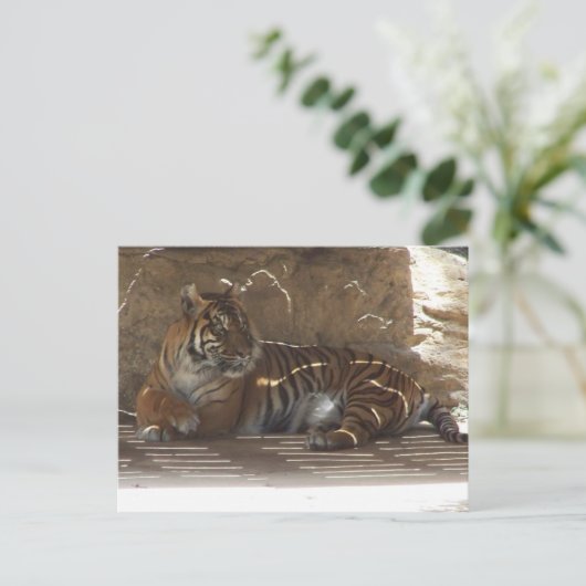 虎 ポストカード (スタンド正面)