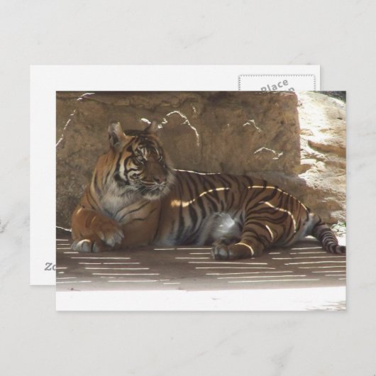 虎 ポストカード (正面/裏面)
