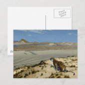 虎 ポストカード (正面/裏面)