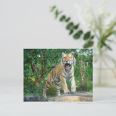 虎 ポストカード (スタンド正面)