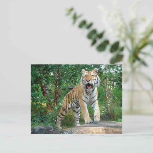 虎 ポストカード (スタンド正面)