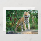 虎 ポストカード (正面/裏面)