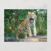虎 ポストカード (正面)