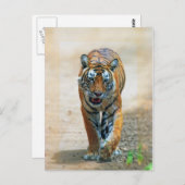 虎 ポストカード (正面/裏面)