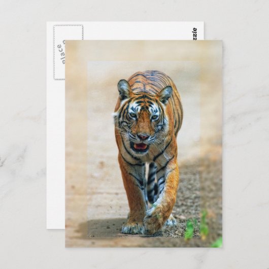 虎 ポストカード (正面/裏面)