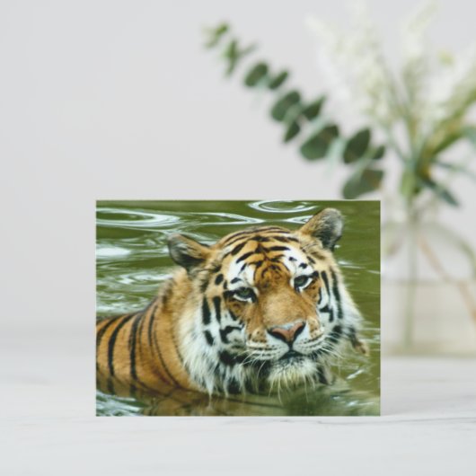 虎 ポストカード (スタンド正面)