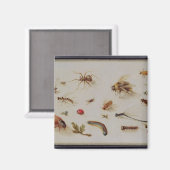 虫の勉強 マグネット (正面/裏面)