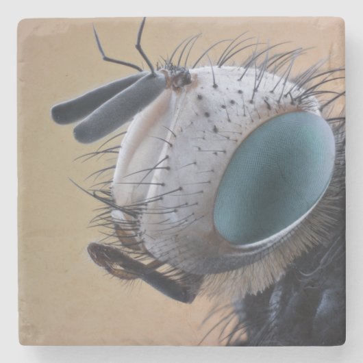 虫の巣頭を閉じる ストーンコースター (正面)