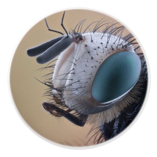 虫の巣頭を閉じる セラミックノブ (正面)