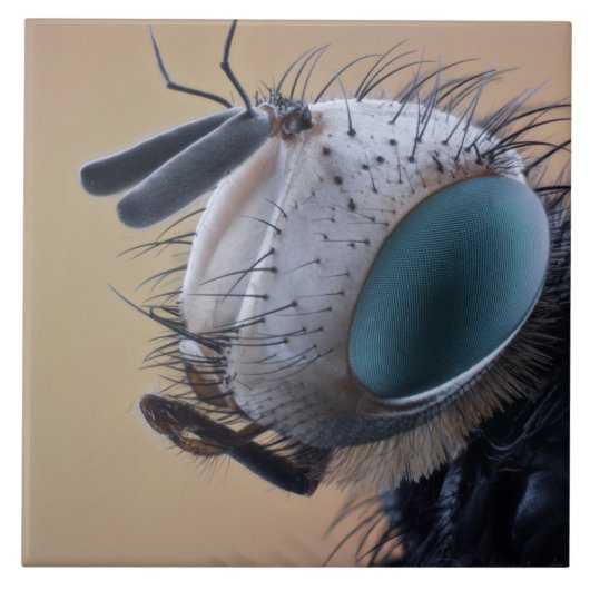 虫の巣頭を閉じる タイル (正面)