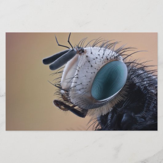 虫の巣頭を閉じる 便箋 (正面)