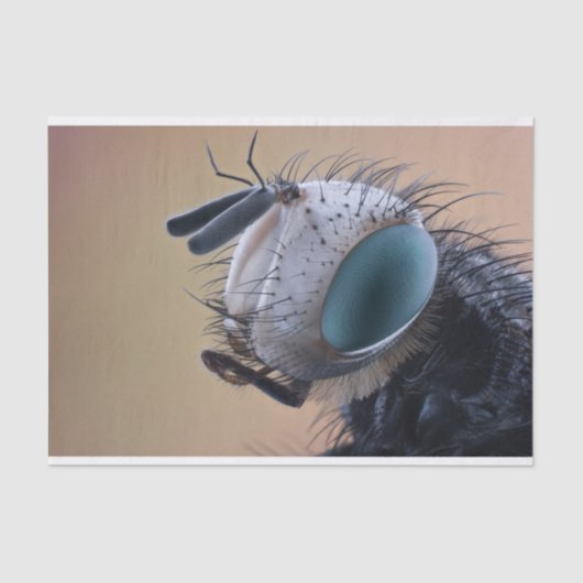 虫の巣頭を閉じる 薄葉紙 (正面)