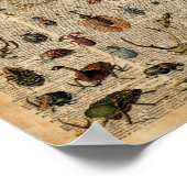 虫の虫ヴィンテージイラストレーション辞書アート ポスター (角)