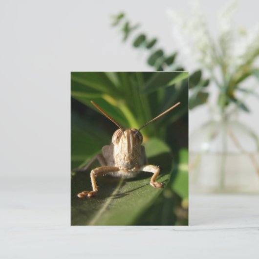 虫はがき ポストカード (スタンド正面)