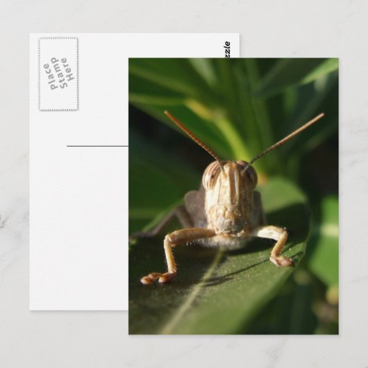 虫はがき ポストカード (正面/裏面)
