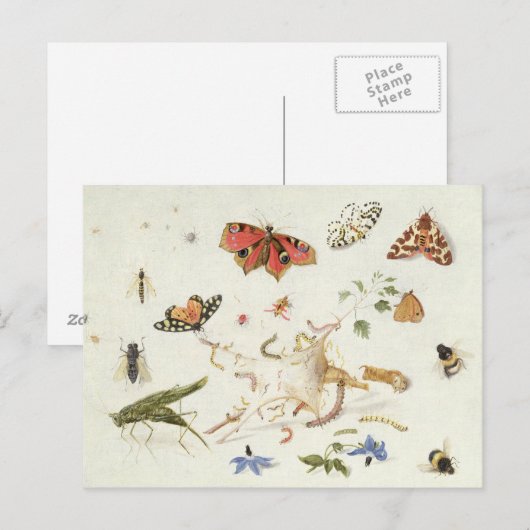 虫勉強 ポストカード (正面/裏面)