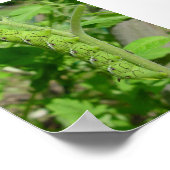 虫歯 ポスター (角)