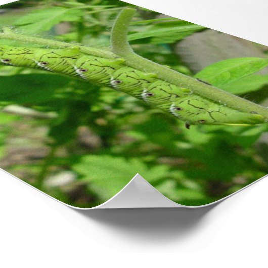 虫歯 ポスター (角)