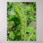 虫歯 ポスター (正面)