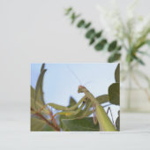 虫祈葉書 ポストカード (スタンド正面)