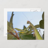 虫祈葉書 ポストカード (正面/裏面)