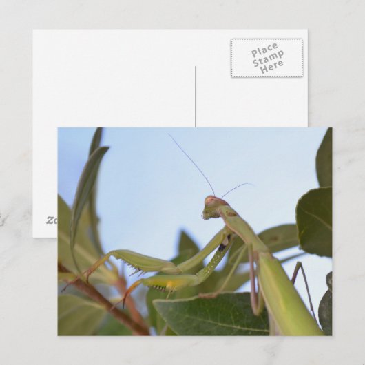 虫祈葉書 ポストカード (正面/裏面)