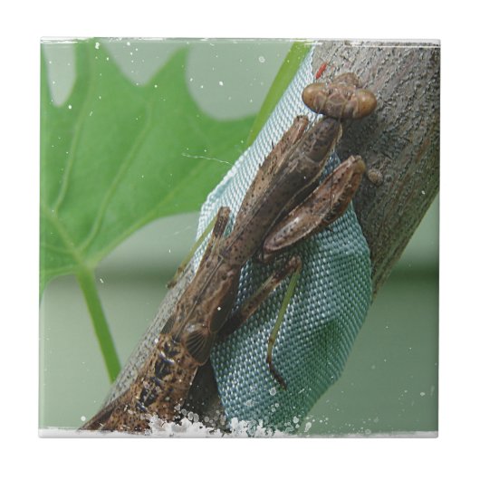 虫祈虫 タイル (正面)