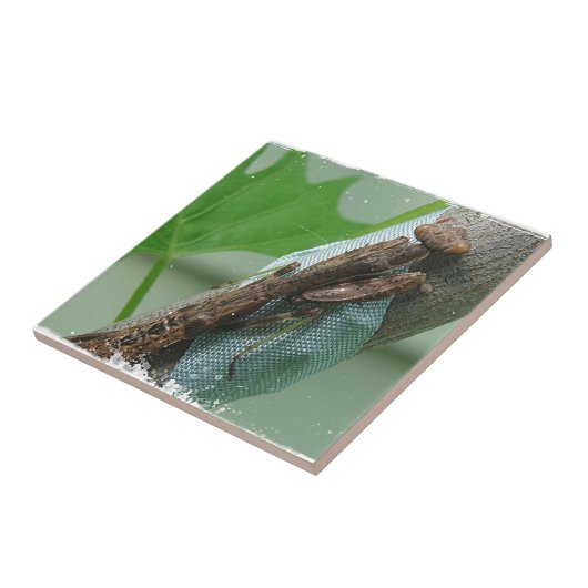 虫祈虫 タイル (側面)