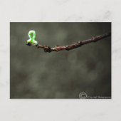 虫 ポストカード (正面)