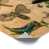 虫・蝶アンティーク収集ポスター ポスター (角)