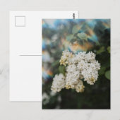 虹の光を纏う白いライラックの花、グリーティング ポストカード (正面/裏面)