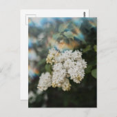 虹の光を纏う白いライラックの花 - 挨拶状 ポストカード (正面/裏面)