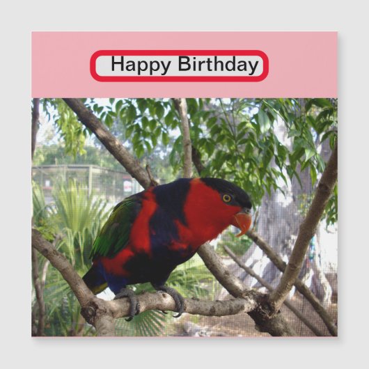 虹の羽：オーストラリアかわいらしのロリケート、 (正面)