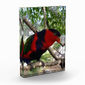 虹の羽:オーストラリアの美しいコガネインコ フォトブロック (左)