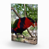 虹の羽:オーストラリアの美しいコガネインコ フォトブロック (右)