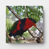 虹の羽：オーストラリアの美しいコガネインコ フォトプラーク (正面)