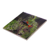 虹の鮫Pic タイル (側面)