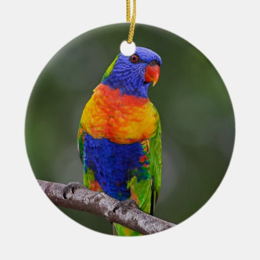 虹のLorikeetのTrichoglossusのHaematodusのオウム セラミックオーナメント (正面)