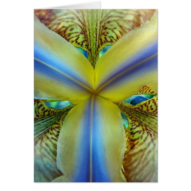 虹彩の内側 (正面)