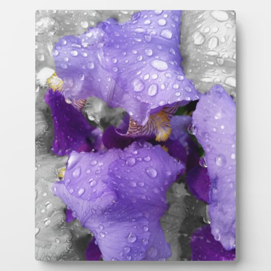 虹彩の雨粒 フォトプラーク (正面)
