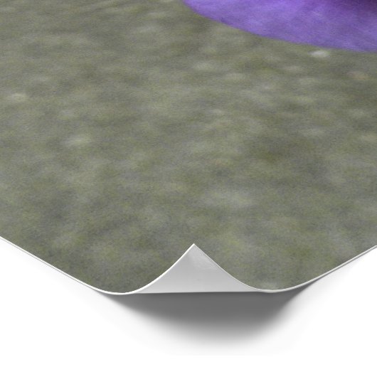 虹彩花写真 ポスター (角)